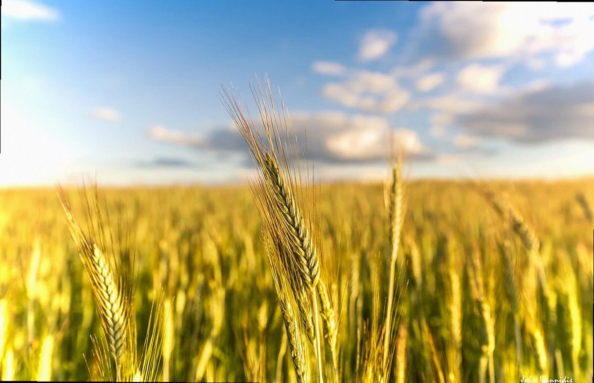 fileds, wheat, food, eat, filling, antique, old, rustic, agriculture, filled, nature, healthy, golden, summer, gold, sel